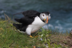 Here comes the Puffin