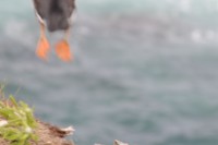 Puffin feet as it Takes off