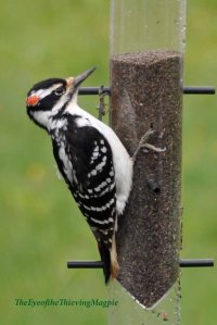 Hairy-Woodpecker