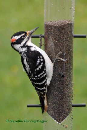 Hairy-Woodpecker