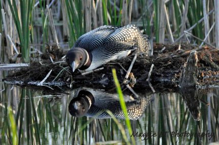 Common Loon watches from nest