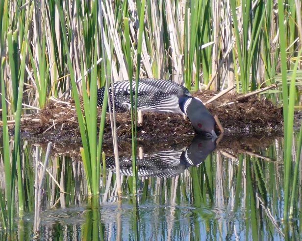 Common Loon on nest