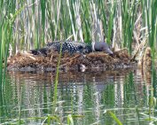 Common Loon has red eyes