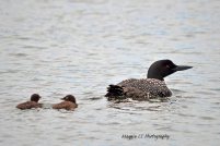 Common Loon and chicks