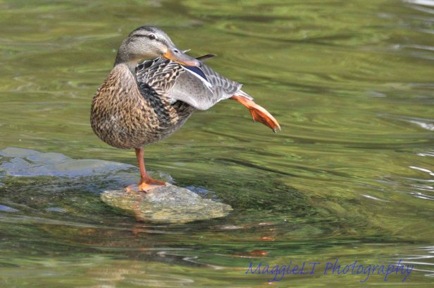 This Female Mallard Duck has great balance.