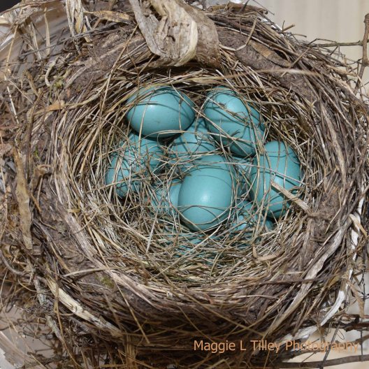 Robins Nest June 2