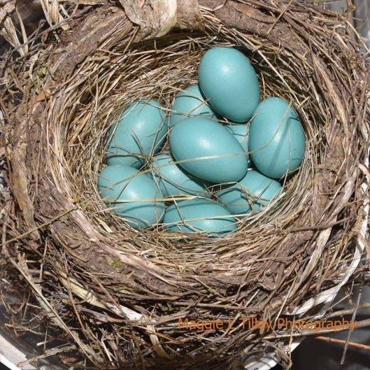 Robins nest May 31