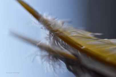 Feather3